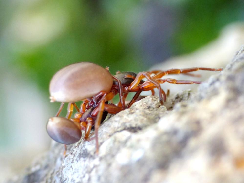 Accoppiamento Dysdera sp. - Tolfa (RM)